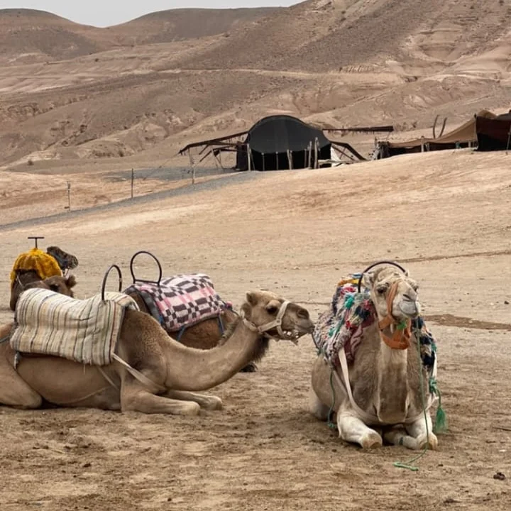Camel ride experience